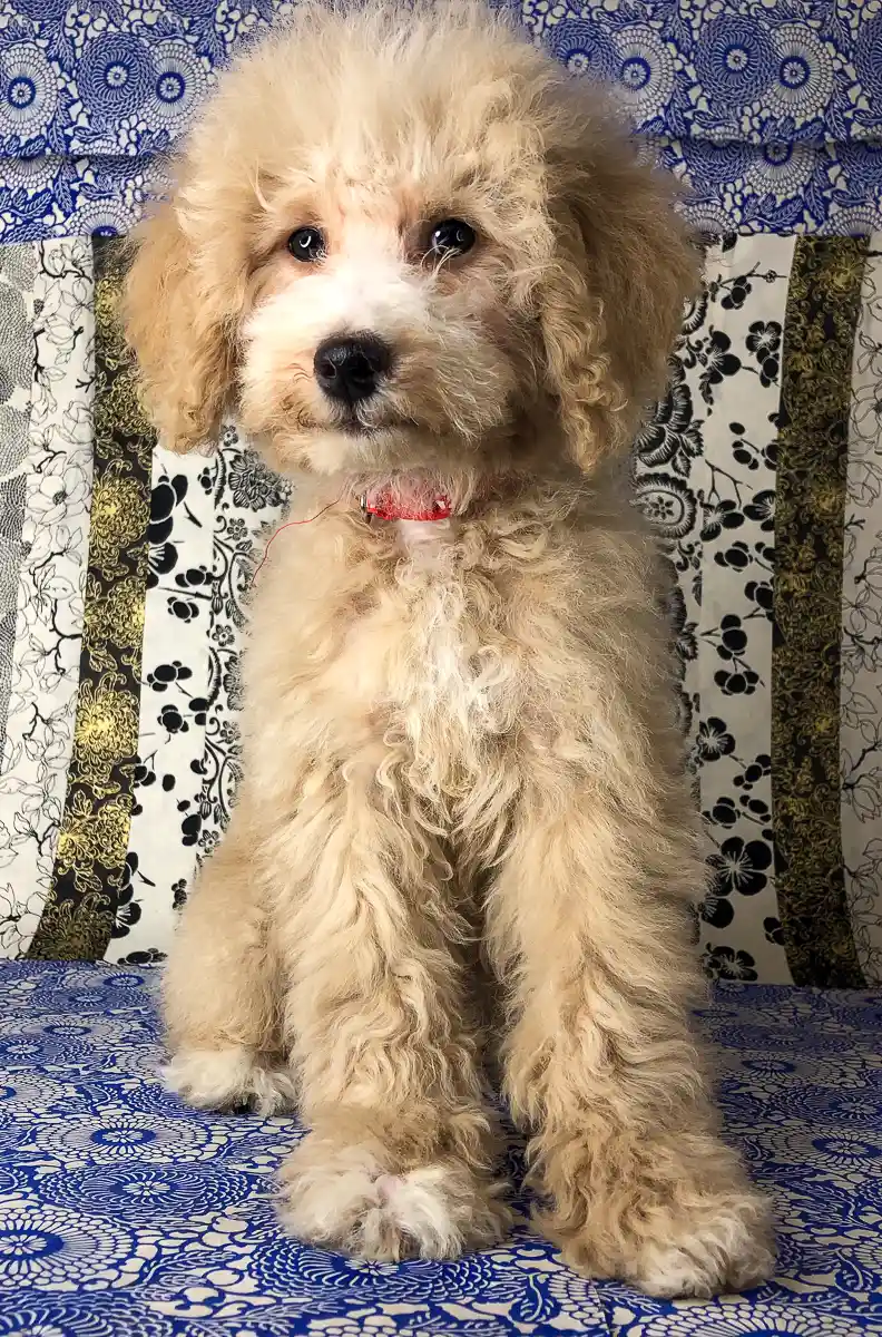 Red sales tuxedo goldendoodle